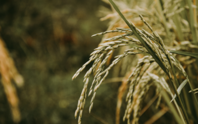 Riceland Foods Announces Sustainability Partnership with Arva Intelligence