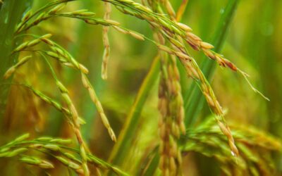 Riceland, Purina Announce Partnership for Sustainably Grown Rice